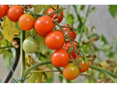 Graines de tomates cerises