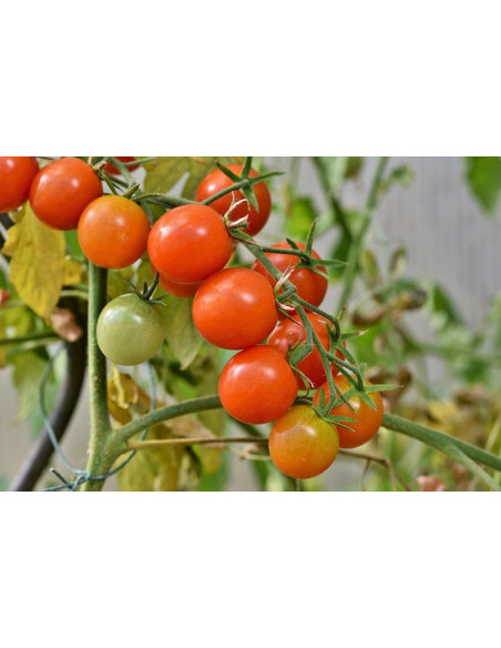 Graines de tomates cerises