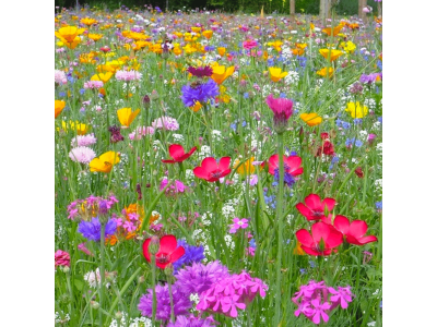 ☀️ Mélange Soleil & Sols secs : graines gratuites pour région sèche