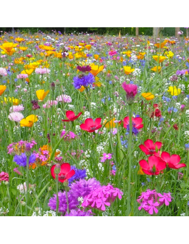 Mélange de graines pour sols secs et plein soleil (offert)