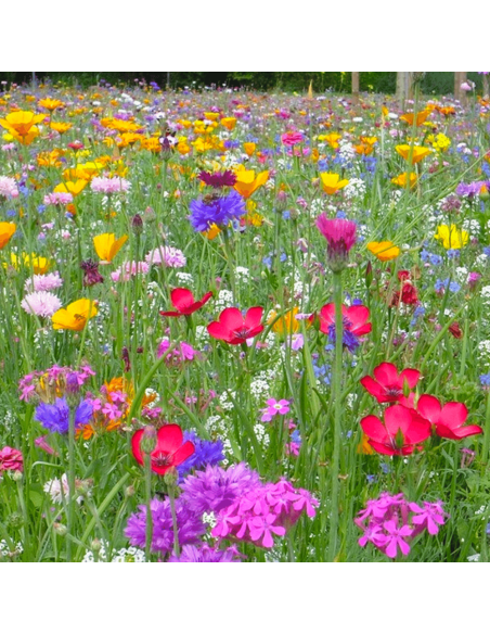 Mélange de graines pour sols secs et plein soleil (offert)
