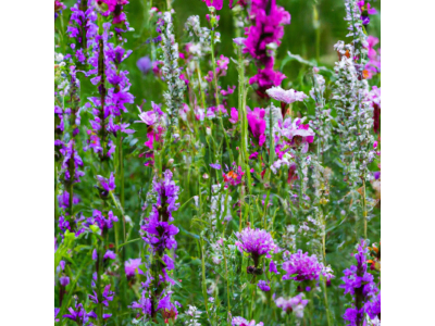 🌳 Mélange Ombre & Sols frais