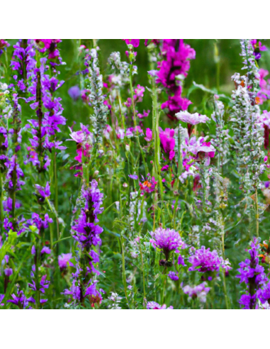 Mélange de graines pour ombre et sols frais | Graines Urbaines