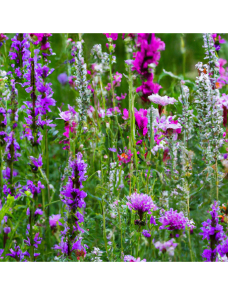 Mélange de graines pour ombre et sols frais | Graines Urbaines